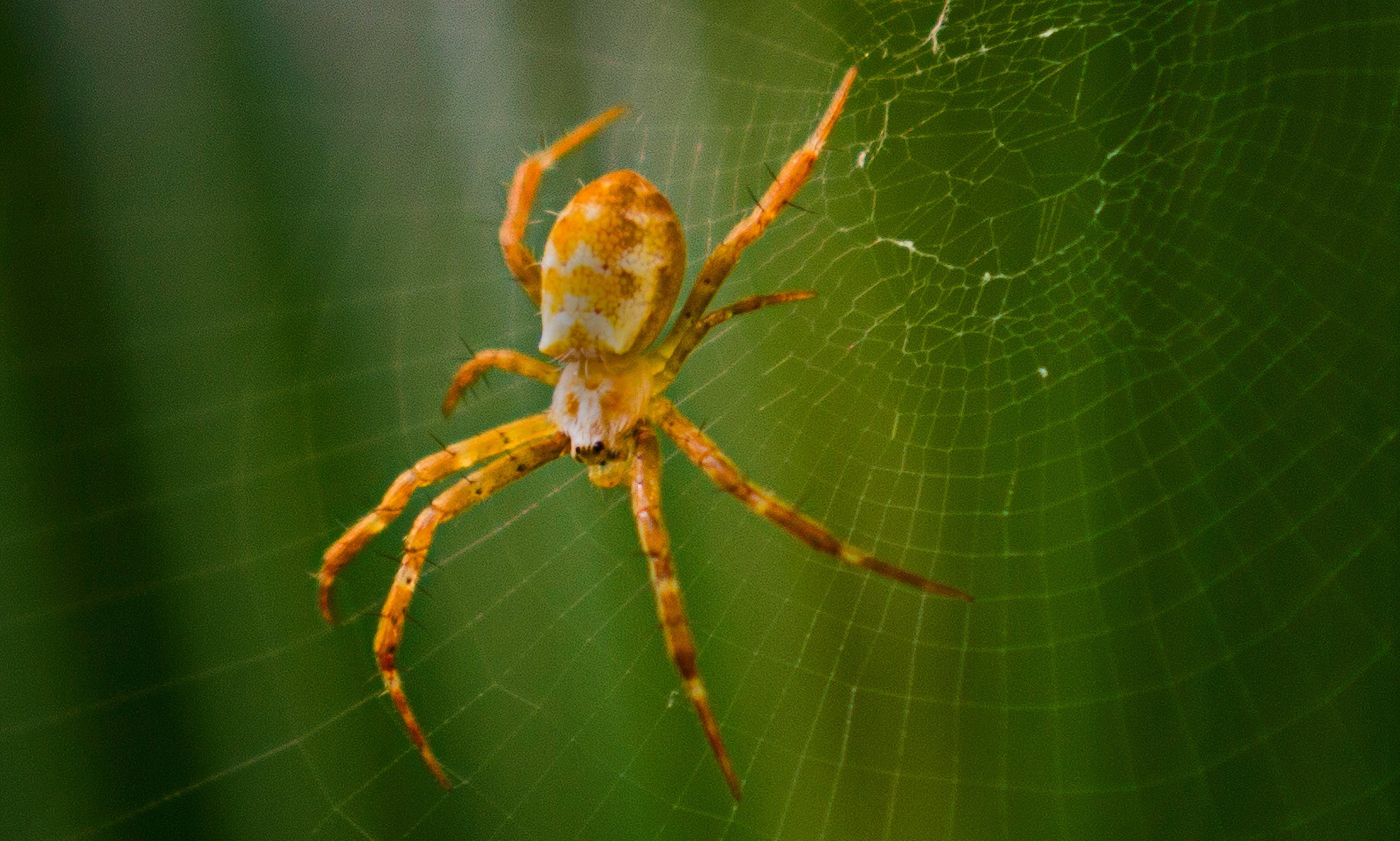 Pexels_pauk, paukovi, pauci
